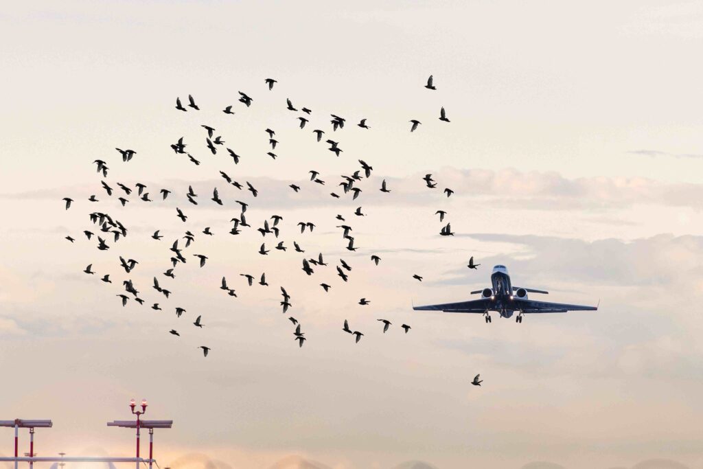PĂSĂRI BIRD STRIKE